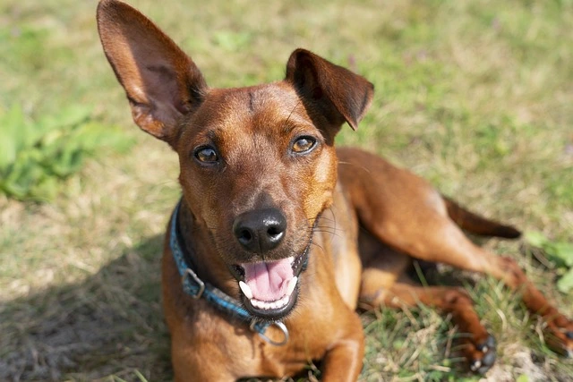 Miniature Pinscher