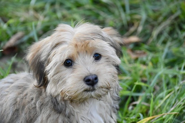 Havanese 