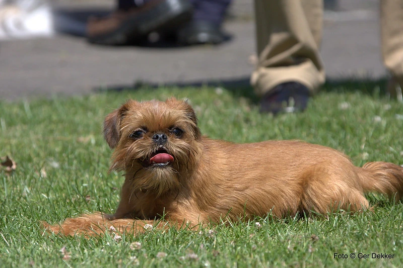 Brussels Griffon